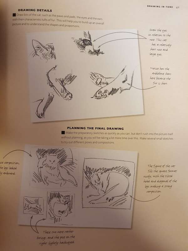 Draw and Sketch Animals - Sketch with confidence in 6 steps or less: David Boys (Paperback)