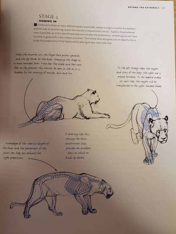Draw and Sketch Animals - Sketch with confidence in 6 steps or less: David Boys (Paperback)