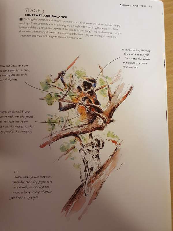 Draw and Sketch Animals - Sketch with confidence in 6 steps or less: David Boys (Paperback)