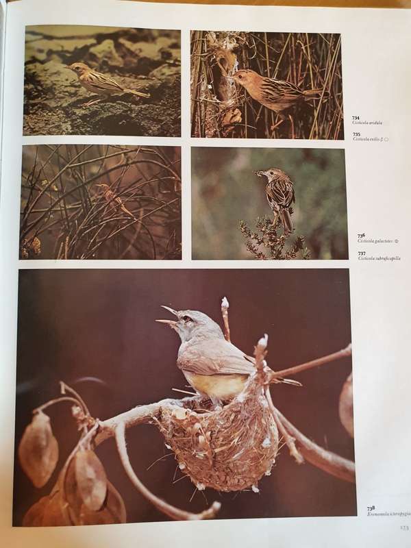 The Dictionary of Birds in Colour : Bruce Campbell (Hardcover)