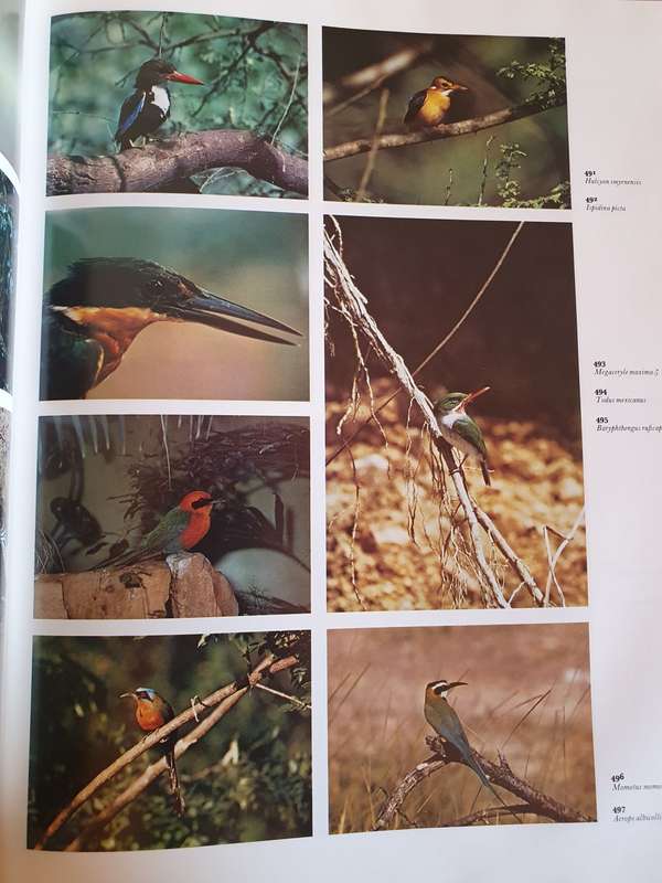 The Dictionary of Birds in Colour : Bruce Campbell (Hardcover)