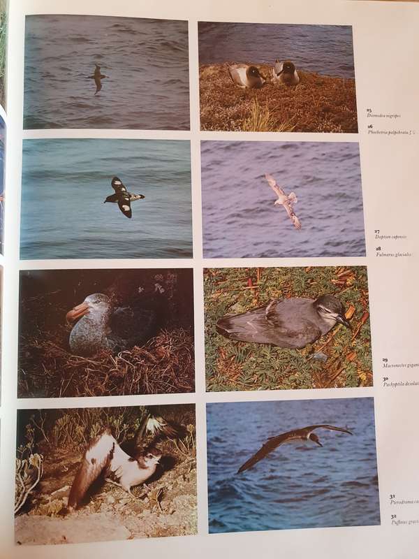 The Dictionary of Birds in Colour : Bruce Campbell (Hardcover)