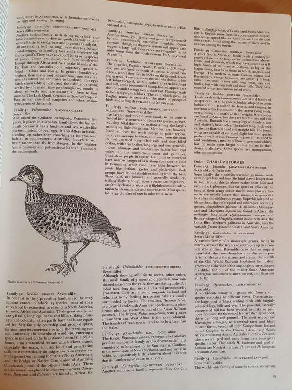 The Dictionary of Birds in Colour : Bruce Campbell (Hardcover)