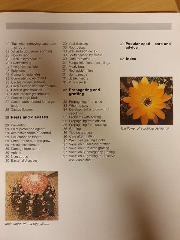 Success with Cacti : Lesley Young (Paperback)