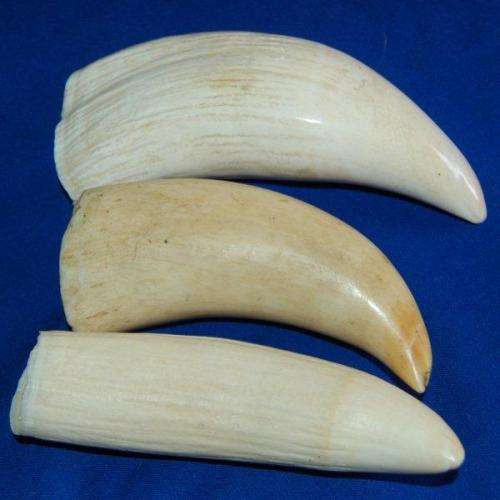 3 Vintage Sperm Whale Teeth - See description for weight and sizes.