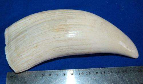 3 Vintage Sperm Whale Teeth - See description for weight and sizes.