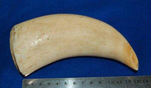 3 Vintage Sperm Whale Teeth - See description for weight and sizes.
