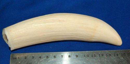 3 Vintage Sperm Whale Teeth - See description for weight and sizes.