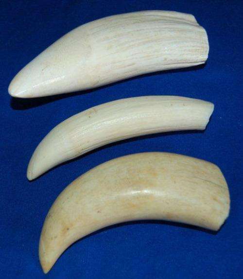 3 Vintage Sperm Whale Teeth - See description for weight and sizes.