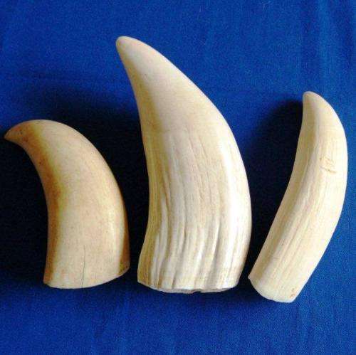 3 Vintage Sperm Whale Teeth - See description for weight and sizes.
