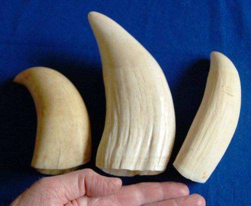 3 Vintage Sperm Whale Teeth - See description for weight and sizes.