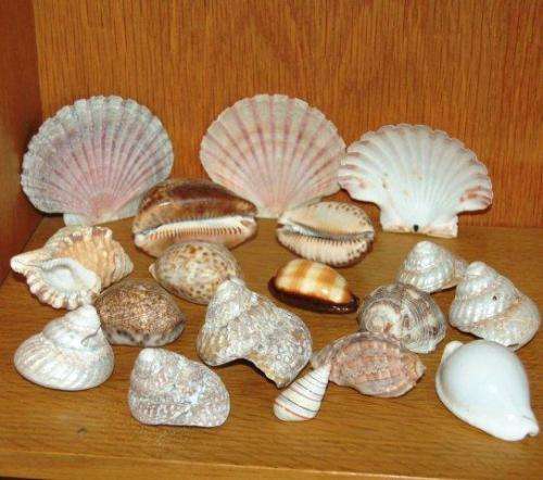 18 Assorted Sea Shells - Largest Cowrie is 80mm Long