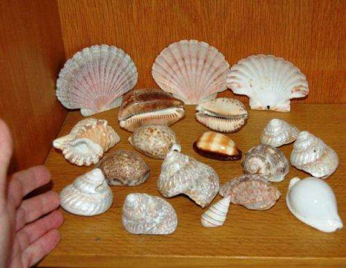 18 Assorted Sea Shells - Largest Cowrie is 80mm Long