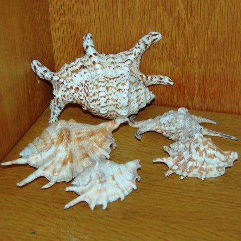 5 Spider Sea Shells - Largest length 170mm