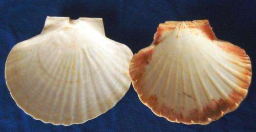 11 Assorted Scallop Shells - Great for serving starters - See Pictures