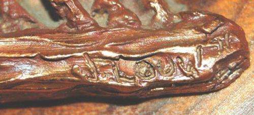 Copper Ox Wagon On Wood - Signed by John Louw in 1976 - Length 360mm Height 170mm