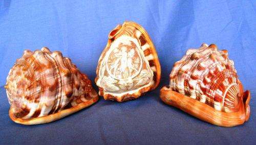 Cameo Conch Shell " The Three Graces " plus 2 other Conch Shells.  See story below.