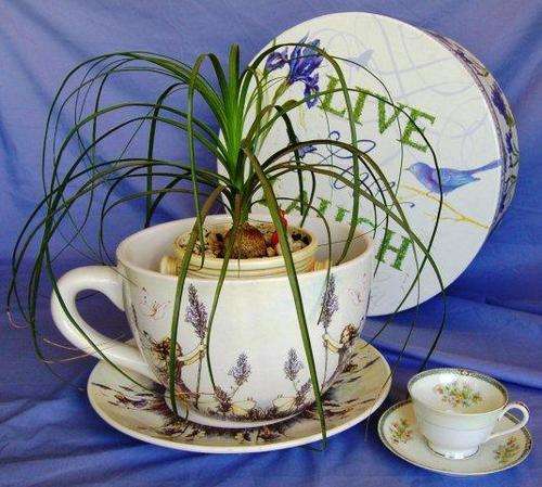 Magnificent Giant Teacup Planter in Beautiful Presentation Box - See all pictures