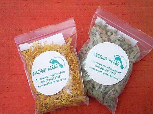 Organic CATNIP