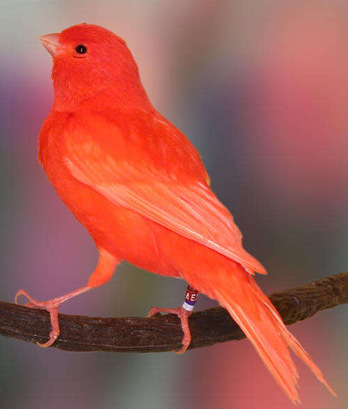 Red factor canaries Show quality for sale
