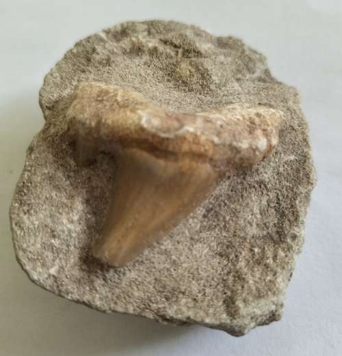 NATURAL SHARK TOOTH IN MATRIX FOSSIL