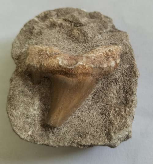 NATURAL SHARK TOOTH IN MATRIX FOSSIL