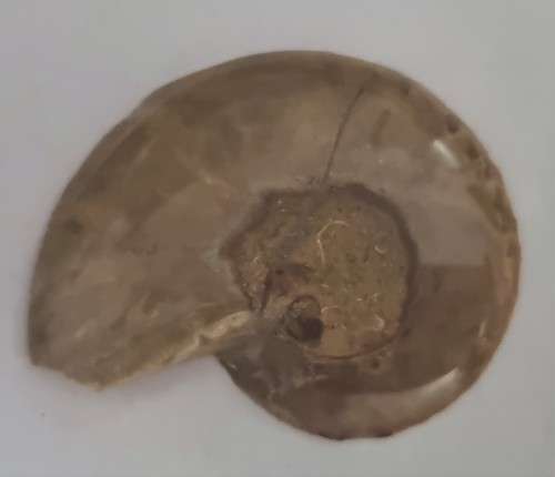 9ct YELLOW GOLD 2mm WEDDING BAND with free ammonite