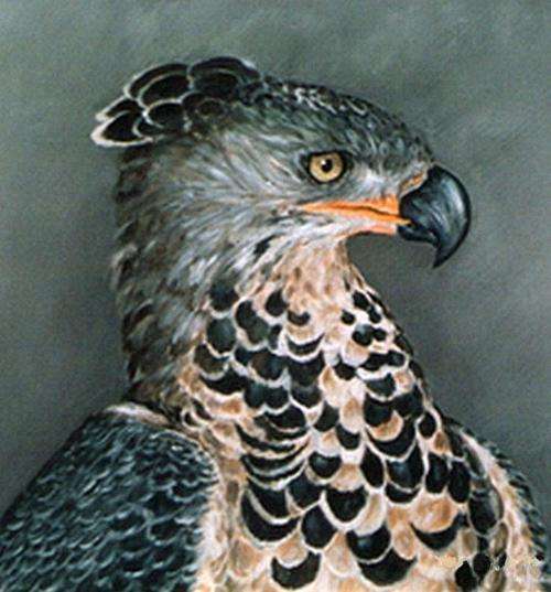 YOUNG BLACK EAGLE - STUNNING  PRINT OF BEAUTIFUL ARTWORK