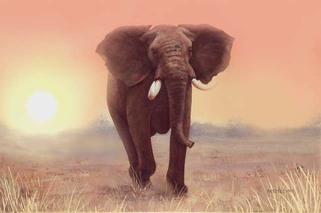 AFRICAN ELEPHANT AT DAWN - STUNNING LARGE CANVAS  PRINT OF ORIGINAL
