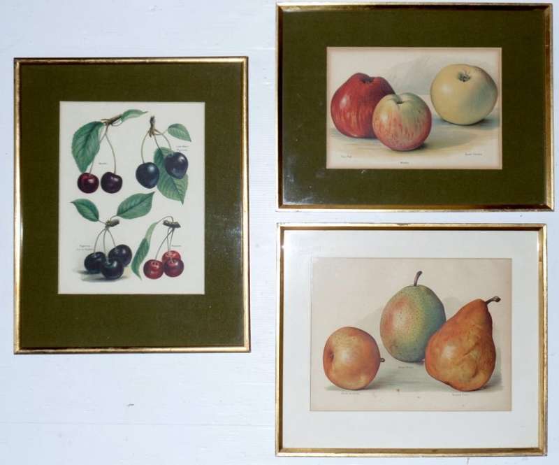 BOTANICAL PRINTS  X 3