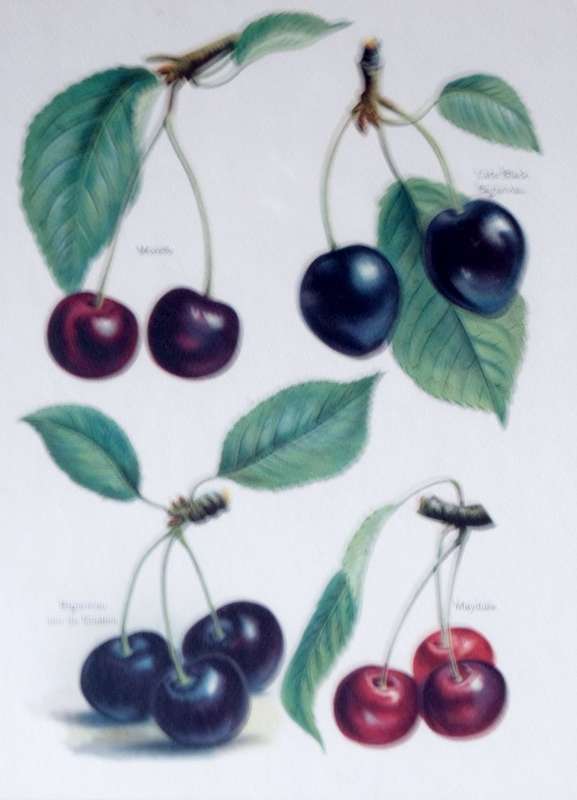 BOTANICAL PRINTS  X 3