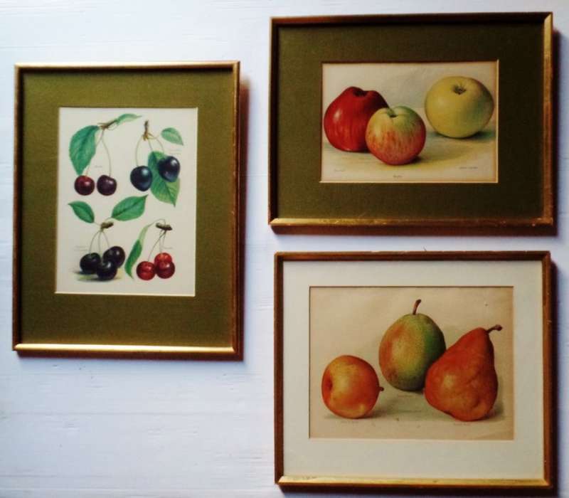 BOTANICAL PRINTS  X 3
