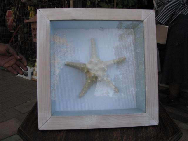HIGHLY UNUSUAL & RARE STAR SHAPED SHELL IN DEEP FRAME @CCRRRRAAAAZZZY R1 START