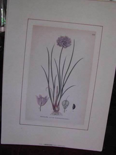VERY NICE BOTANICAL PRINT......GRASLOK, ALLUM SCHOENOPRASUM L. @ CRRRAAAZZZY R1 START..