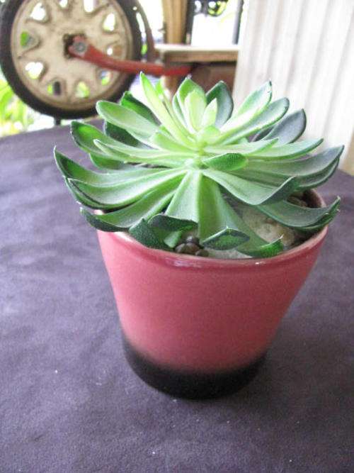 AN ARTIFICIAL SUCCULENT IN A POT...THIS LOOKS REAL UNTIL YOU TOUCH IT !!!!!! @CRRAAZZY R1 START..