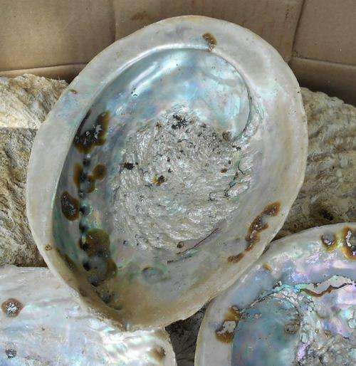 Large Abalone Shells