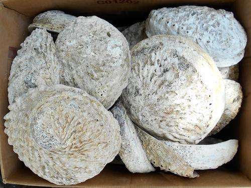 Large Abalone Shells