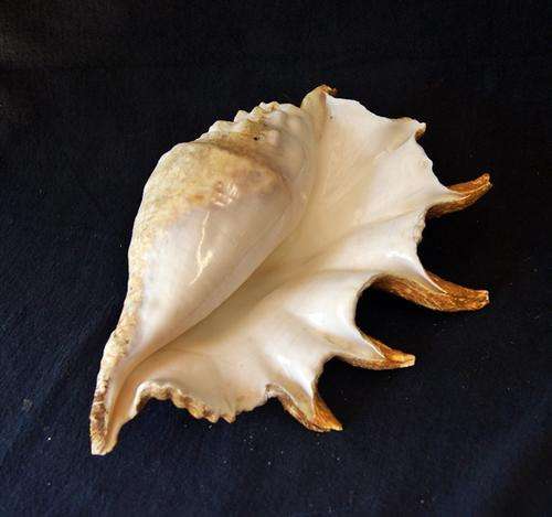 MAGNIFICENT LARGE SPIDER SHELL @@@ CRAAZZZY LOW START
