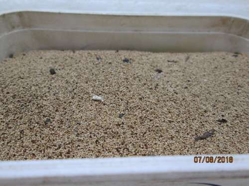 HO SCALE : SCENIC MATERIAL (FINE BROWN MATTER 325g) - LOT 816T