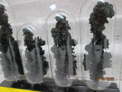 HO SCALE : WOODLAND SCENICS : x4 CONIFER TREES (BOXED) - LOT 839z