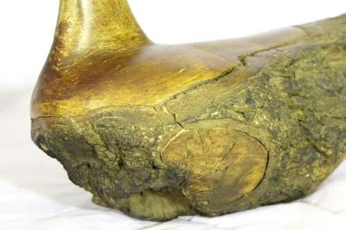 Driftwood duck