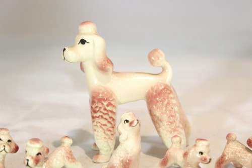 Pink Poodle with puppies - Beautiful!! - Giveaway price!! - Bid Now!!