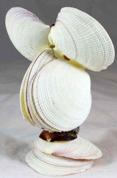 Shell Owl - Eye-catching Figurine