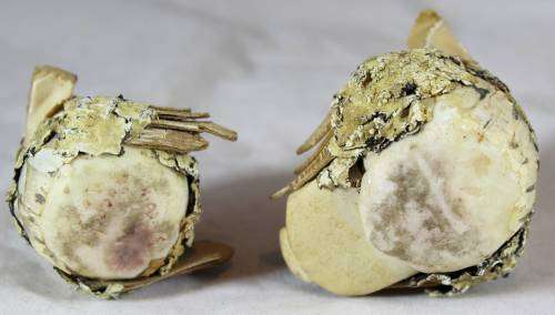 Pair of Owls - Wood and Paper Mache