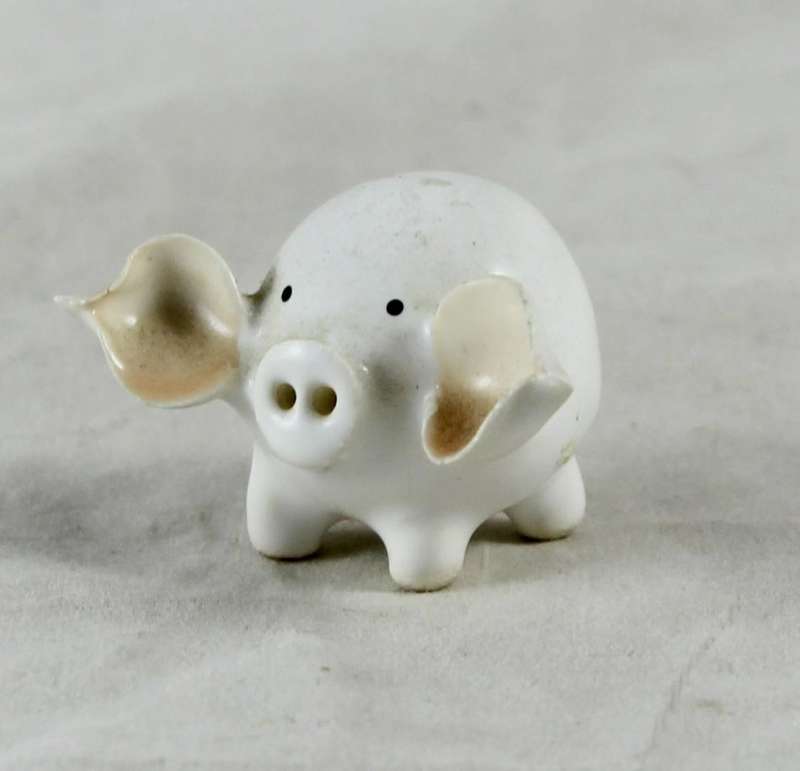 Miniature white pig with big ears