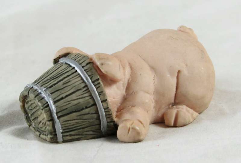 Head in Bucket - Pig - Gorgeous!