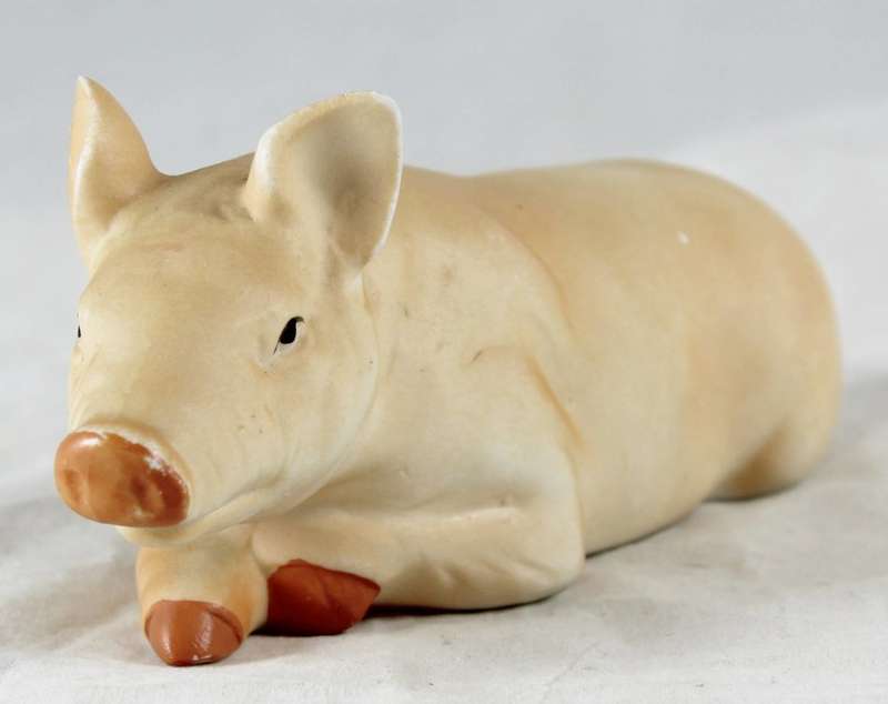 Pig laying down