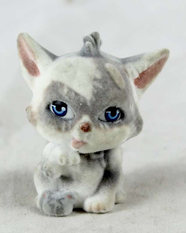 Miniature suede kitten licking paw