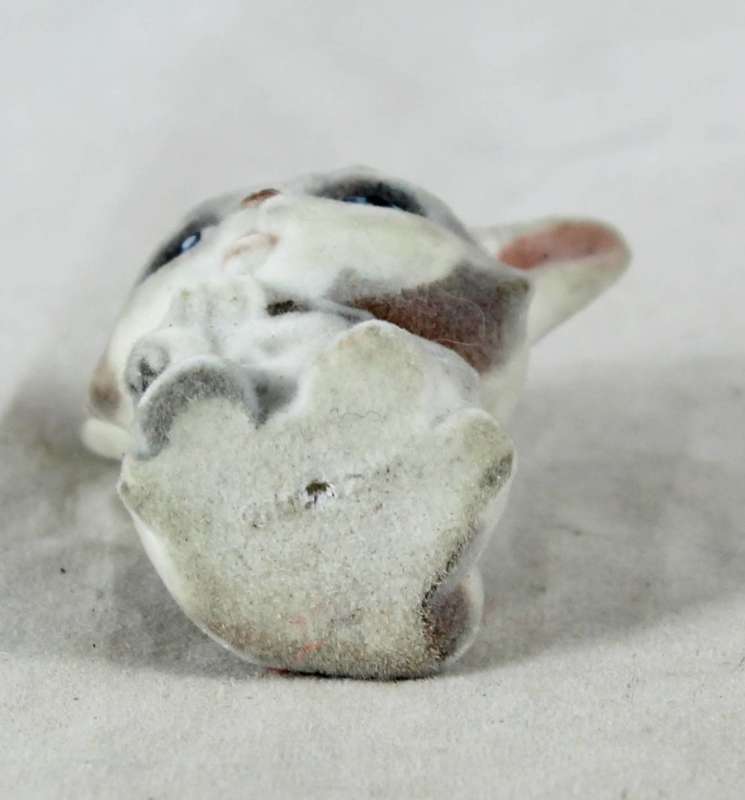 Miniature suede kitten licking paw