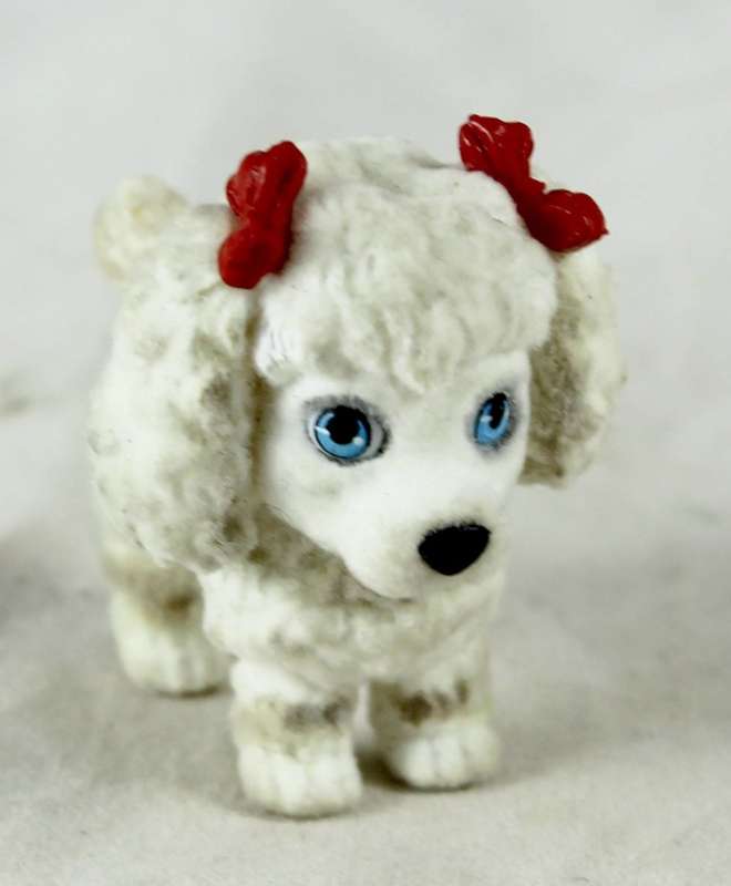 Miniature suede Maltese puppy